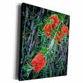 3dRose A Red Exotic Australian Flower - Museum Grade Canvas Wrap (cw_184020)