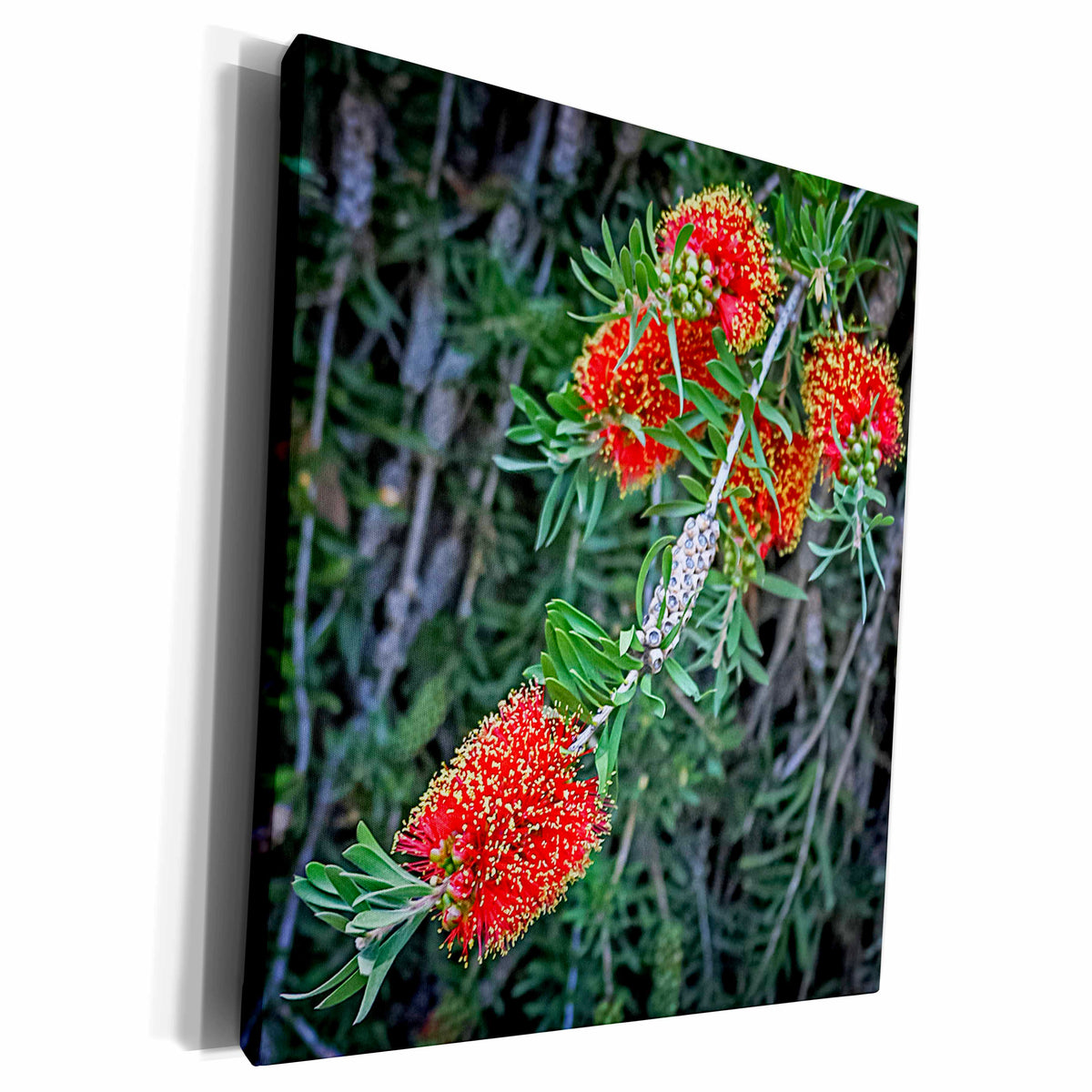 3dRose A Red Exotic Australian Flower - Museum Grade Canvas Wrap (cw_184020)