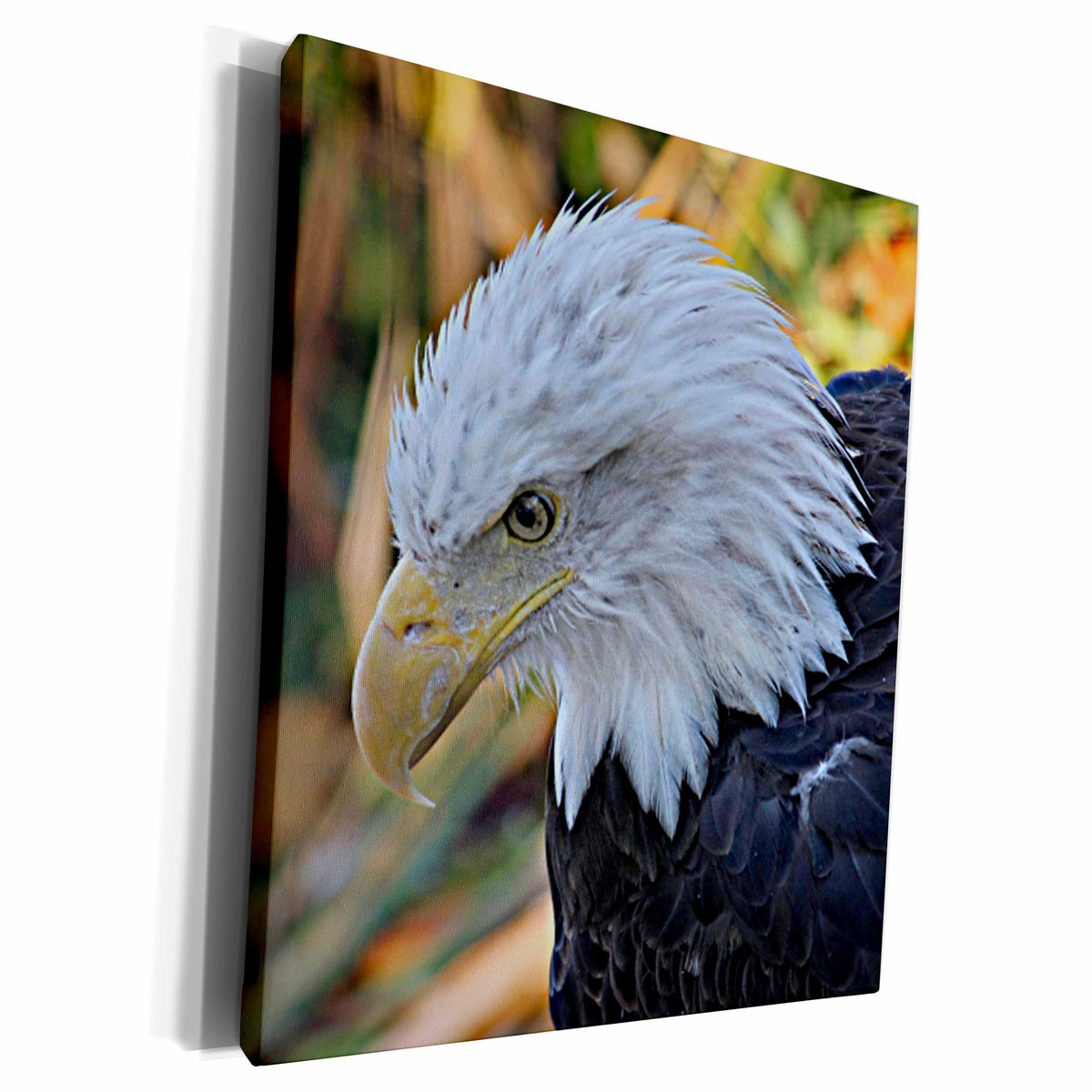 3dRose American Bald Eagle Left Profile View Photo - Museum Grade Canvas Wrap (cw_184366)