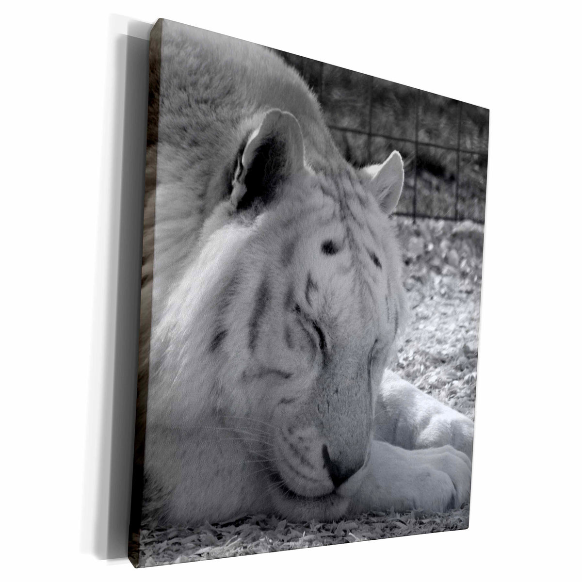 3dRose sleeping white tiger black and white - Museum Grade Canvas Wrap (cw_184810)