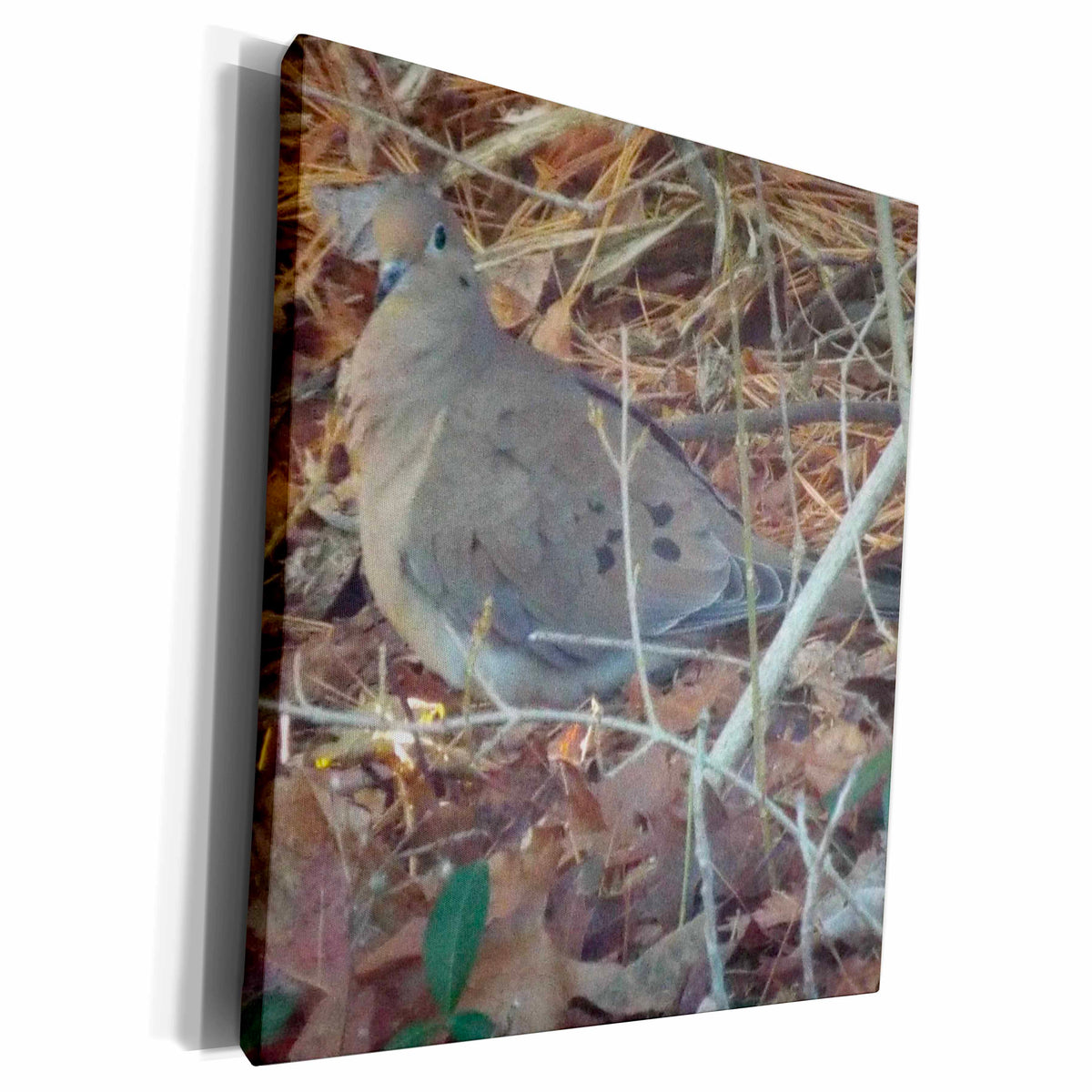 3dRose Renderly Yours Birds - Dove - Museum Grade Canvas Wrap (cw_185411)