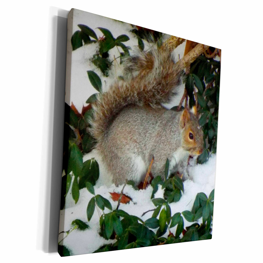 3dRose Renderly Yours Squirrels - Winter squirrel - Museum Grade Canvas Wrap (cw_185416)