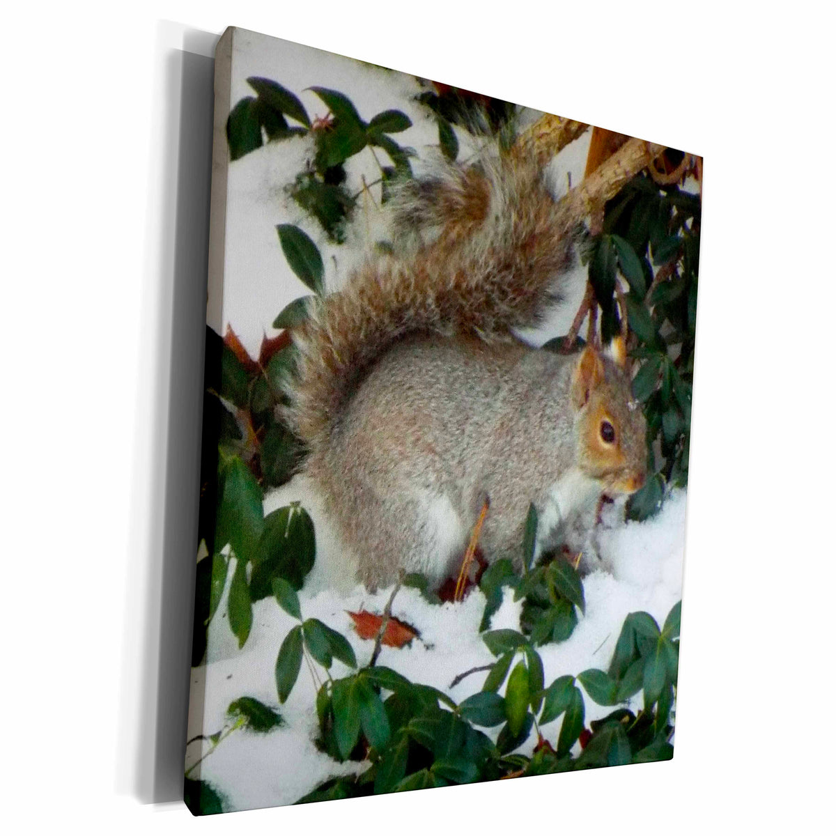3dRose Renderly Yours Squirrels - Winter squirrel - Museum Grade Canvas Wrap (cw_185416)