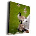 3dRose Canada Geese and Ducks on the River - Museum Grade Canvas Wrap (cw_18548)