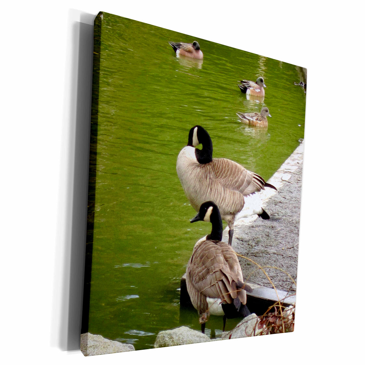 3dRose Canada Geese and Ducks on the River - Museum Grade Canvas Wrap (cw_18548)