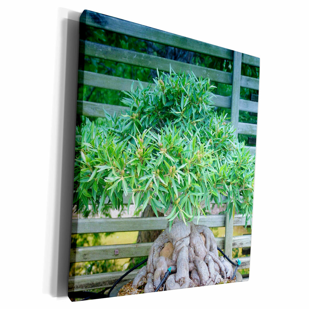 3dRose Florene Plants - Bonsai II - Museum Grade Canvas Wrap (cw_18618)