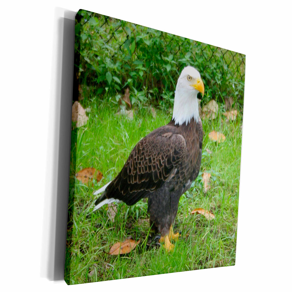 3dRose Susans Zoo Crew Animals Bird - bald eagle upright - Museum Grade Canvas Wrap (cw_186550)