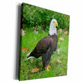 3dRose Susans Zoo Crew Animals Bird - bald eagle upright - Museum Grade Canvas Wrap (cw_186550)