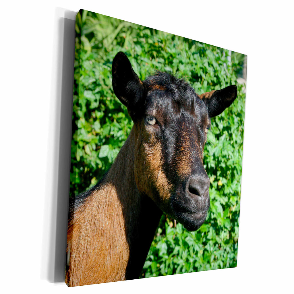 3dRose oberhasli goat doe side view - Museum Grade Canvas Wrap (cw_186620)