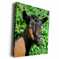 3dRose oberhasli goat doe side view - Museum Grade Canvas Wrap (cw_186620)