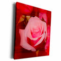 3dRose rose with red streaks over it - Museum Grade Canvas Wrap (cw_186651)
