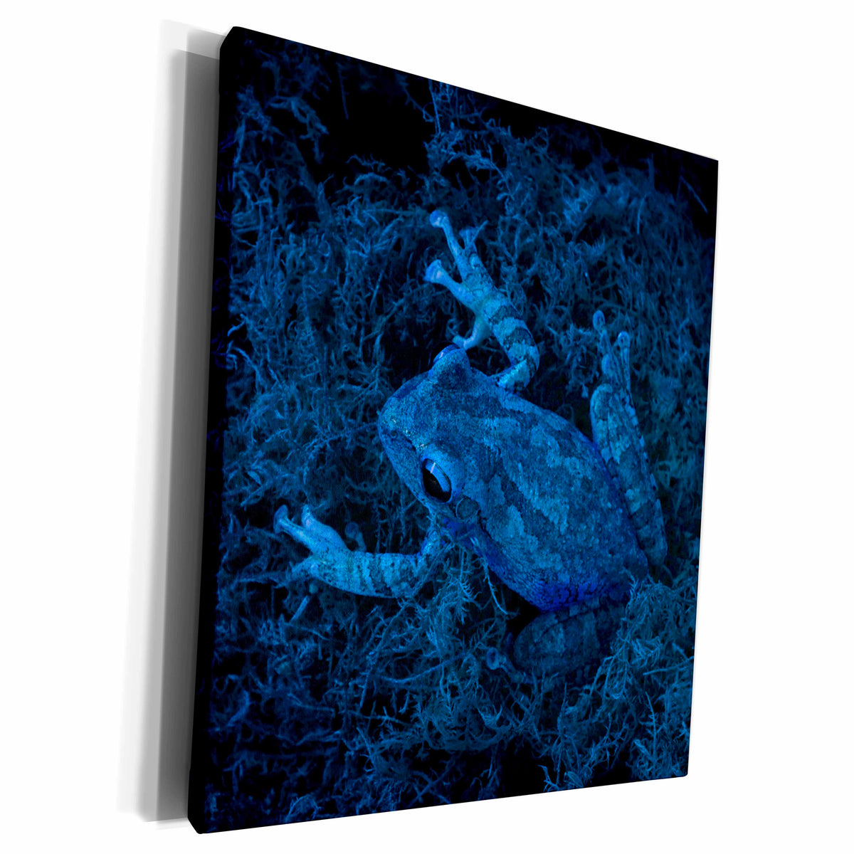 3dRose Blue tinted tree frog against moss - Museum Grade Canvas Wrap (cw_186940)