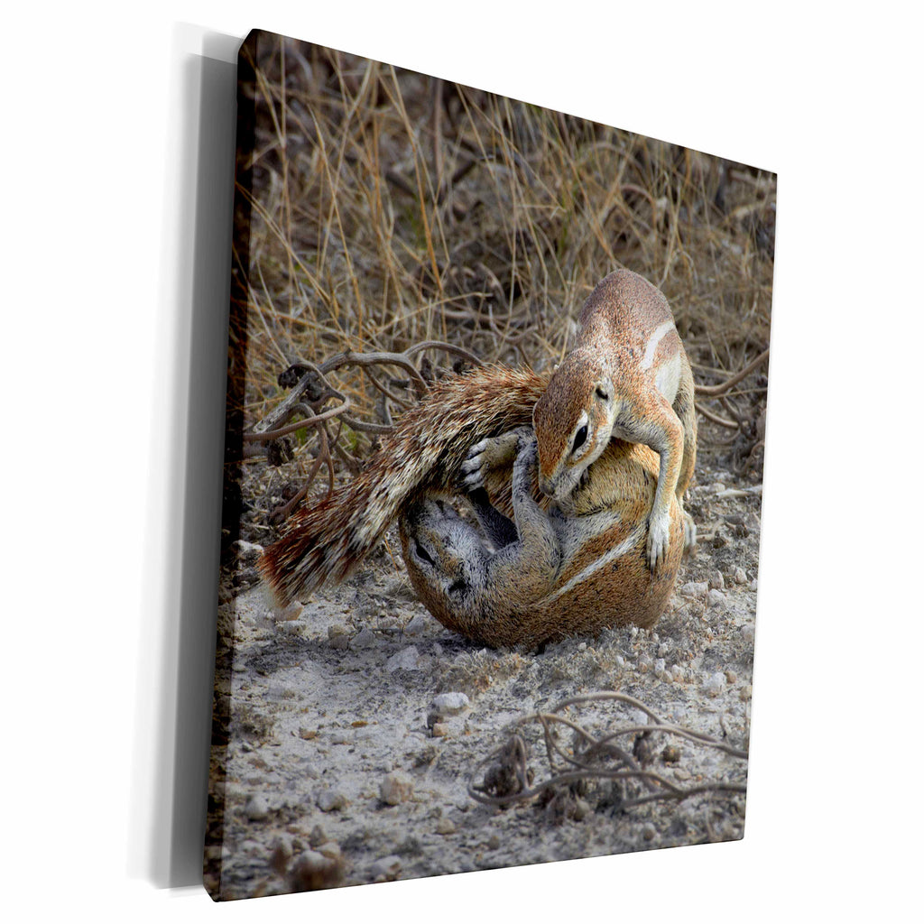 3dRose Cape ground squirrels fighting, Etosha NP, Namibia,... - Museum Grade Canvas Wrap (cw_188021)