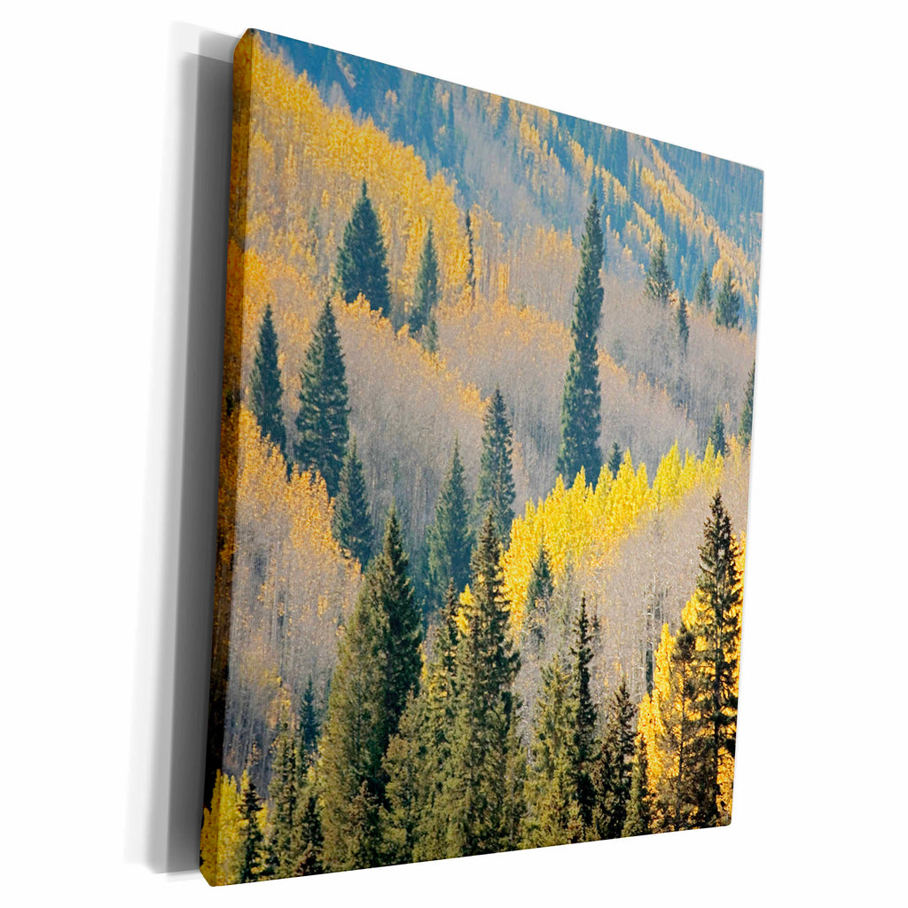 3dRose USA, Colorado, White River National Forest, aspen. - Museum Grade Canvas Wrap (cw_189930)
