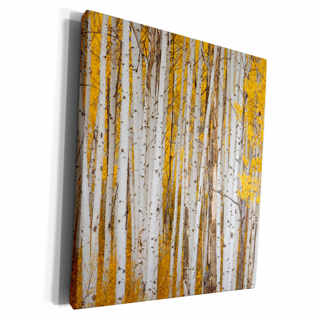 3dRose USA, Colorado, White River National Forest, aspen. - Museum Grade Canvas Wrap (cw_189932)
