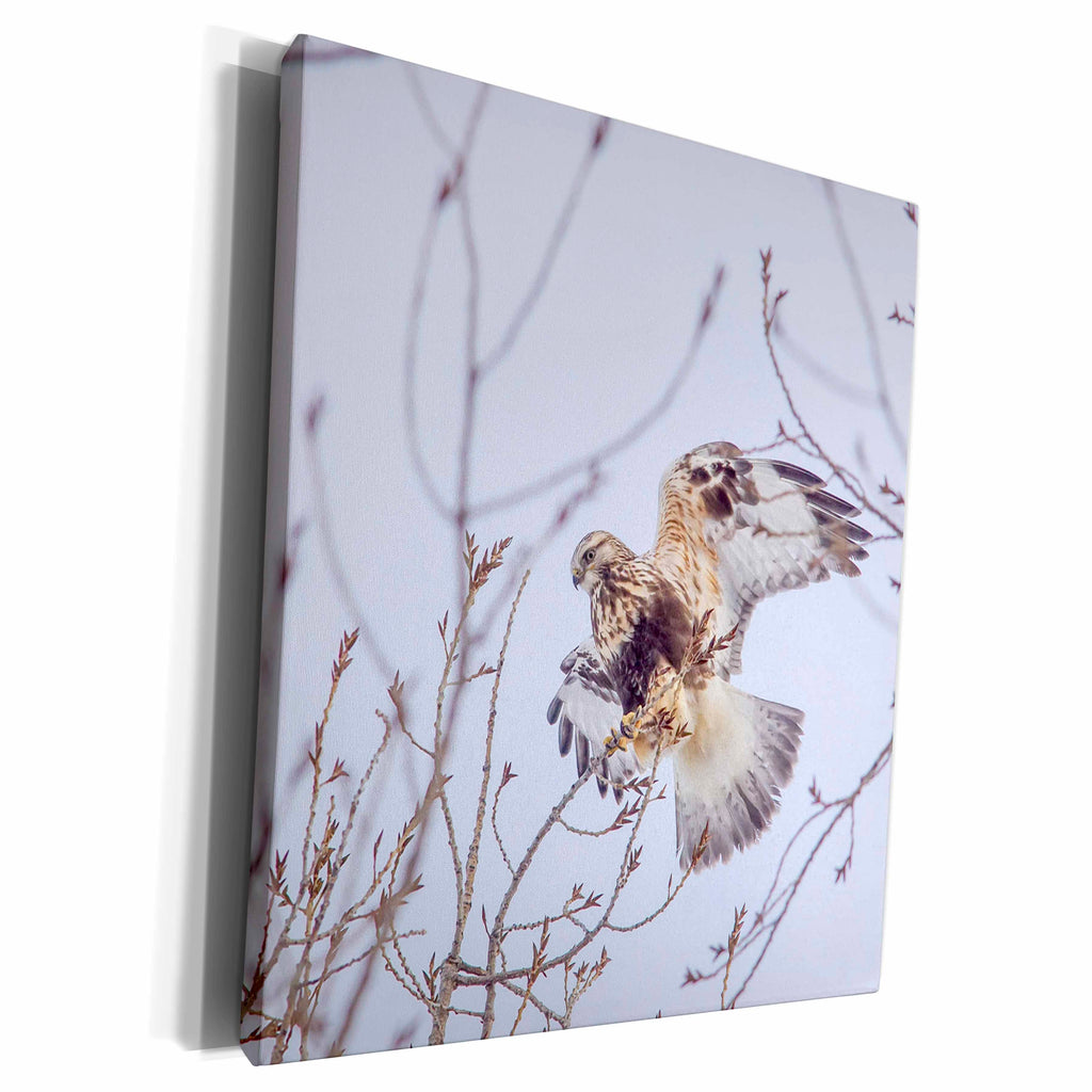 3dRose Rough-legged hawk in winter in the Flathead Valley,... - Museum Grade Canvas Wrap (cw_190060)