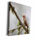 3dRose USA, Washington. Northern Flicker on branch in... - Museum Grade Canvas Wrap (cw_190373)