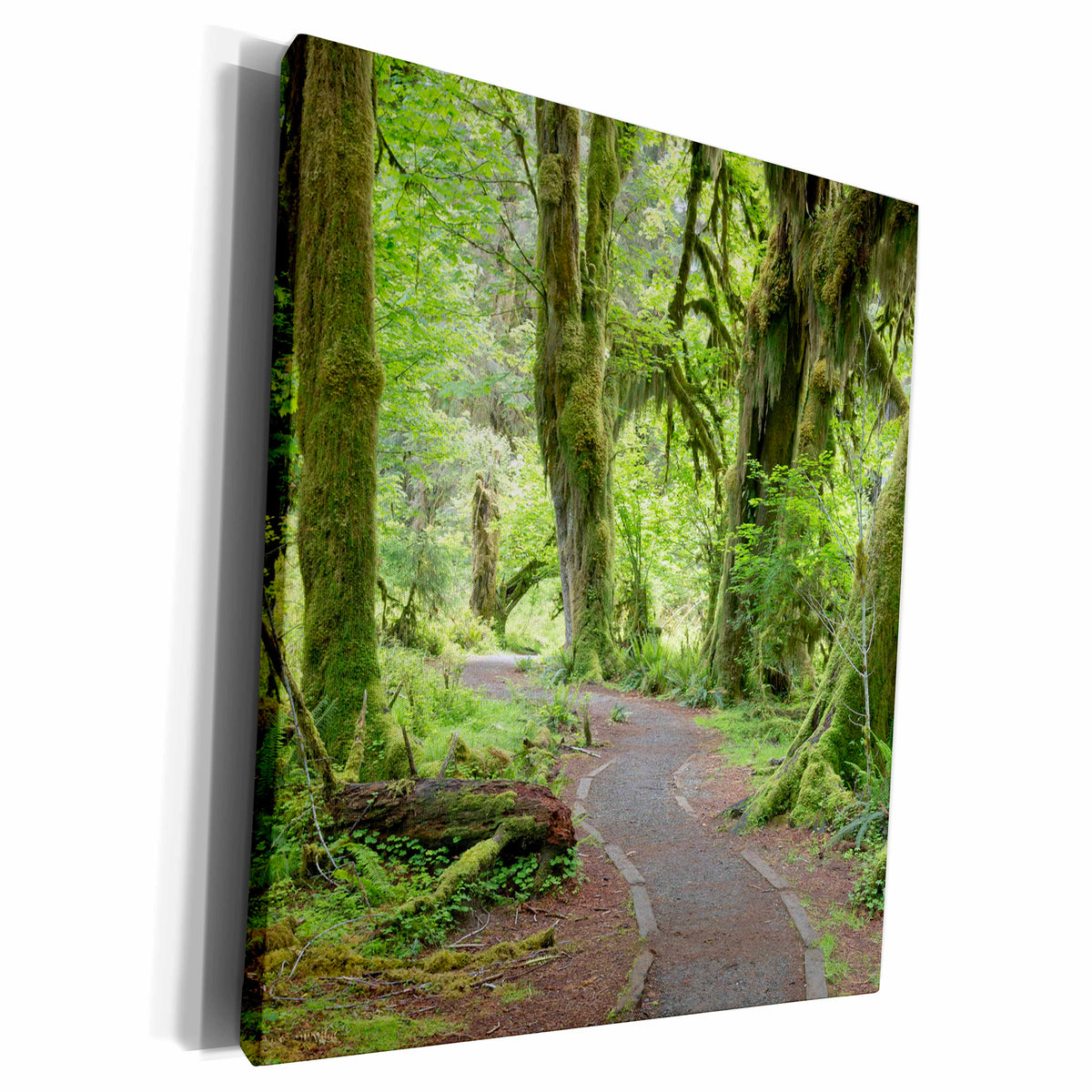 3dRose Washington, Olympic NP. Hall of Mosses Trail, Hoh... - Museum Grade Canvas Wrap (cw_190996)