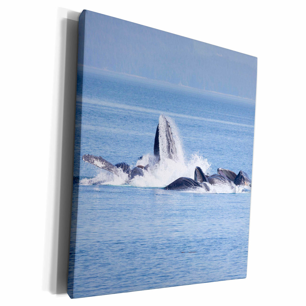 3dRose USA, Alaska, Freshwater Bay. Humpback whales bubble... - Museum Grade Canvas Wrap (cw_191040)