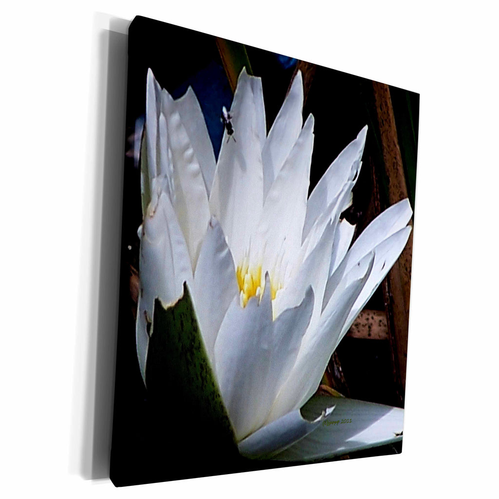3dRose White Lily Flower - Museum Grade Canvas Wrap (cw_19106)
