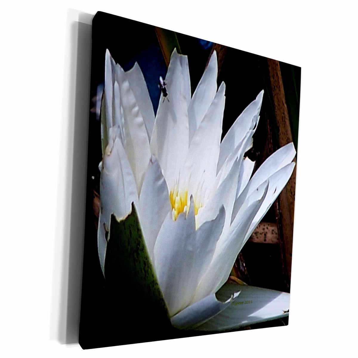 3dRose White Lily Flower - Museum Grade Canvas Wrap (cw_19106)