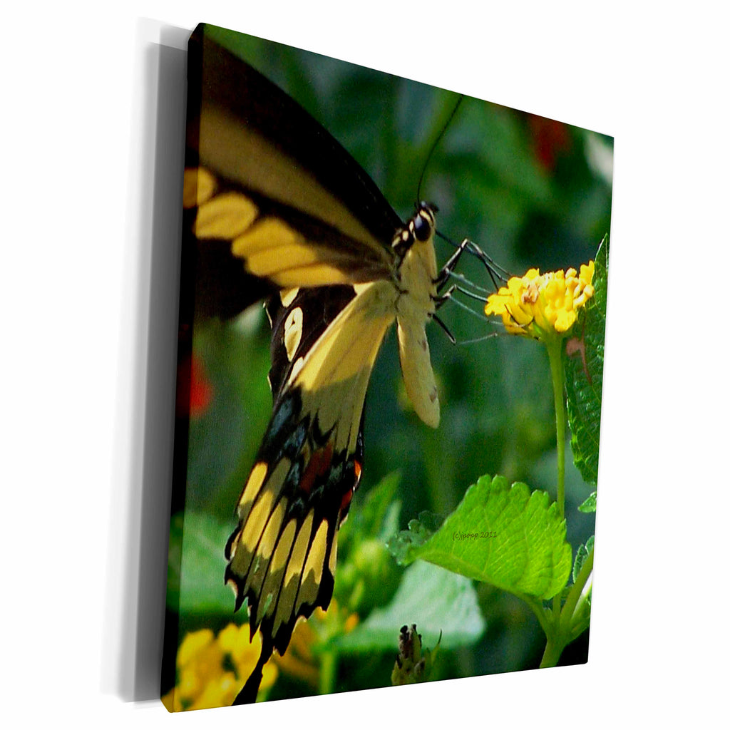3dRose Tiger Swallow Tail - Museum Grade Canvas Wrap (cw_19109)
