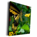 3dRose Tiger Swallow Tail - Museum Grade Canvas Wrap (cw_19109)