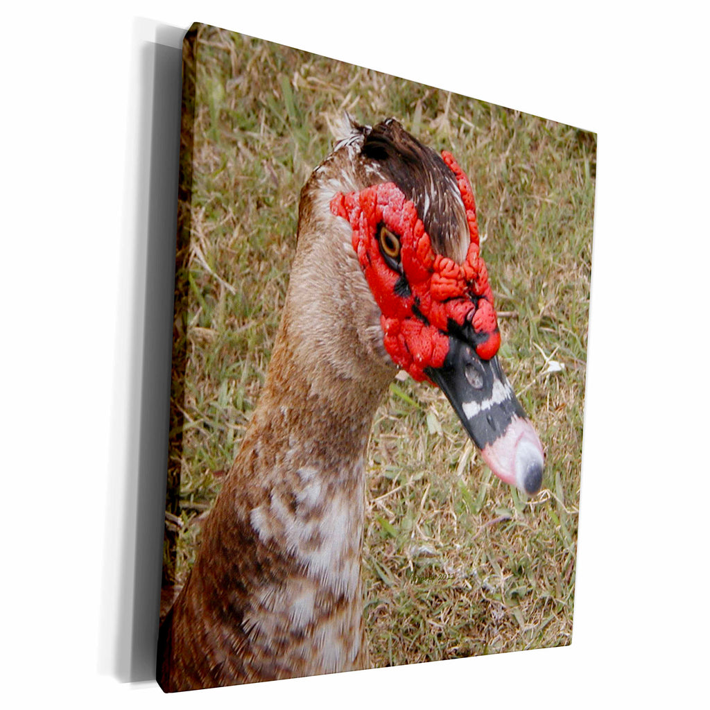 3dRose Cross Breed Muscovy mallard - Museum Grade Canvas Wrap (cw_19133)