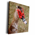 3dRose Cross Breed Muscovy mallard - Museum Grade Canvas Wrap (cw_19133)