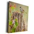 3dRose White-crowned Sparrow adult foraging for seeds on... - Museum Grade Canvas Wrap (cw_191342)