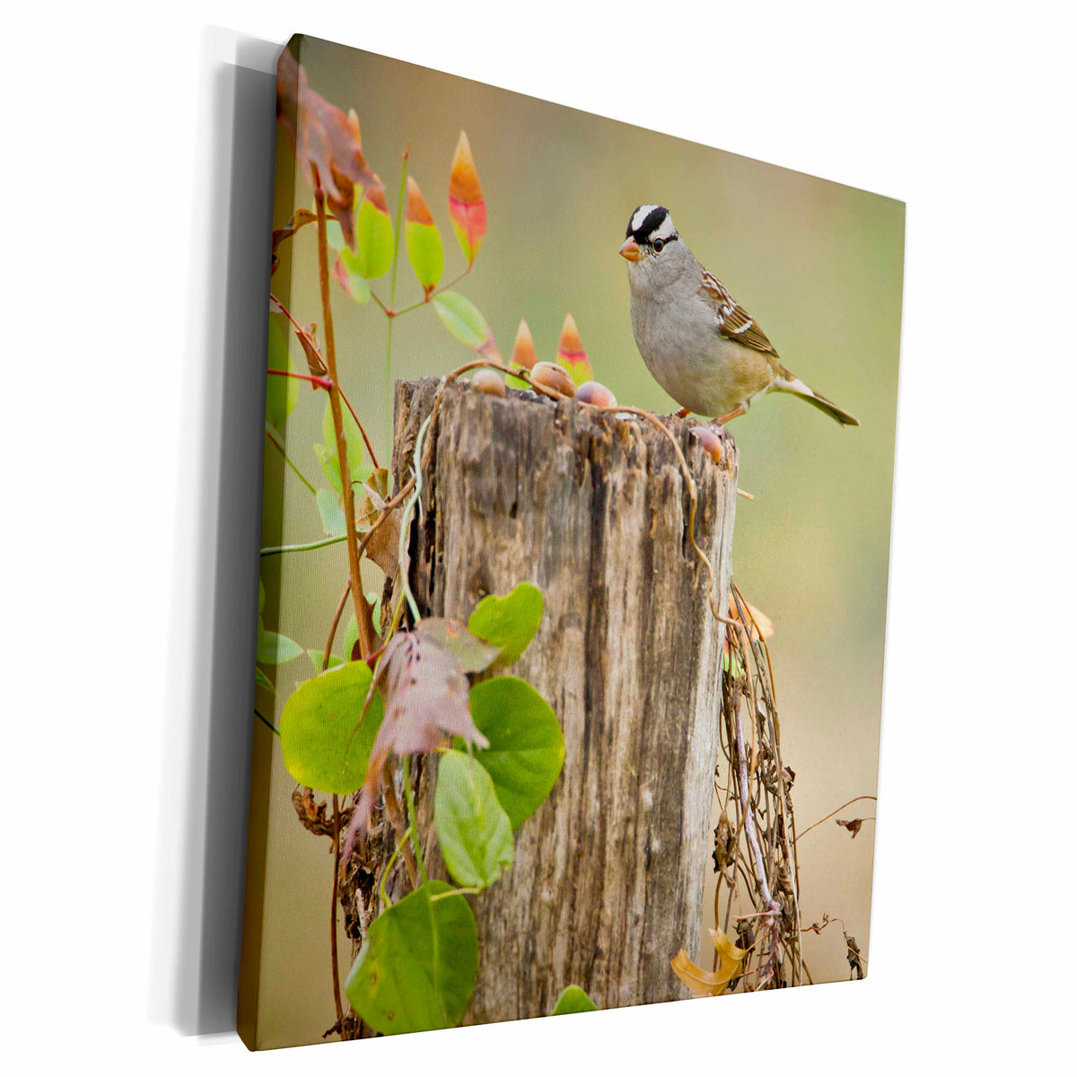 3dRose White-crowned Sparrow adult foraging for seeds on... - Museum Grade Canvas Wrap (cw_191342)