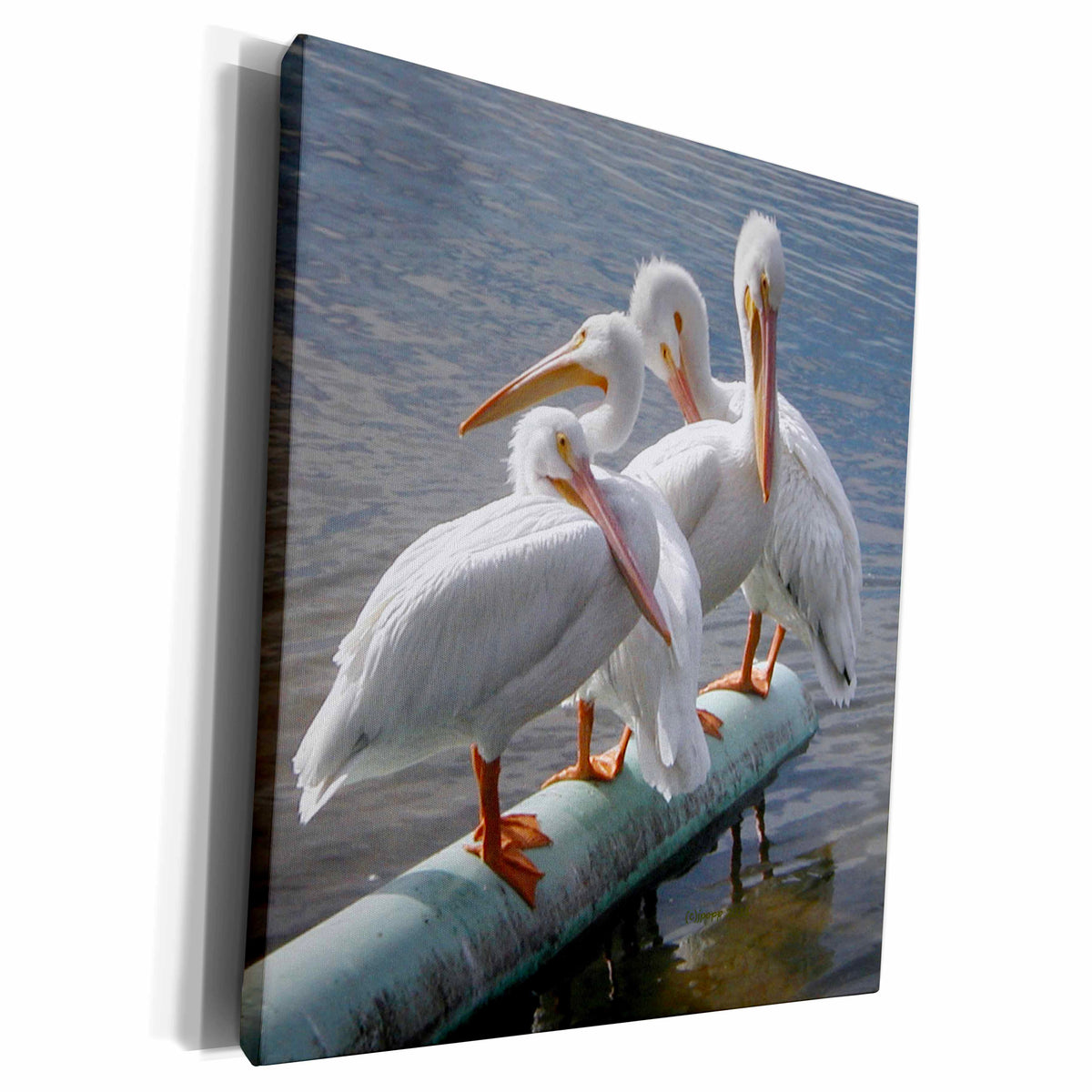 3dRose Great White Pelicans - Museum Grade Canvas Wrap (cw_19136)