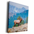 3dRose Elk, Cervus elephus, bull bugling. - Museum Grade Canvas Wrap (cw_191398)