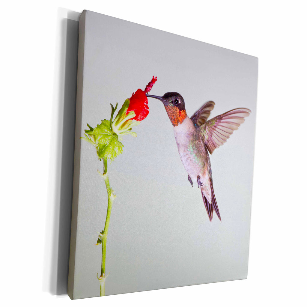 3dRose Ruby-throated Hummingbird, Archilochus colubris,... - Museum Grade Canvas Wrap (cw_191431)