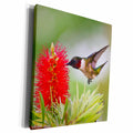 3dRose Ruby-Throated Hummingbird Feeding at Bottle Brush... - Museum Grade Canvas Wrap (cw_191436)