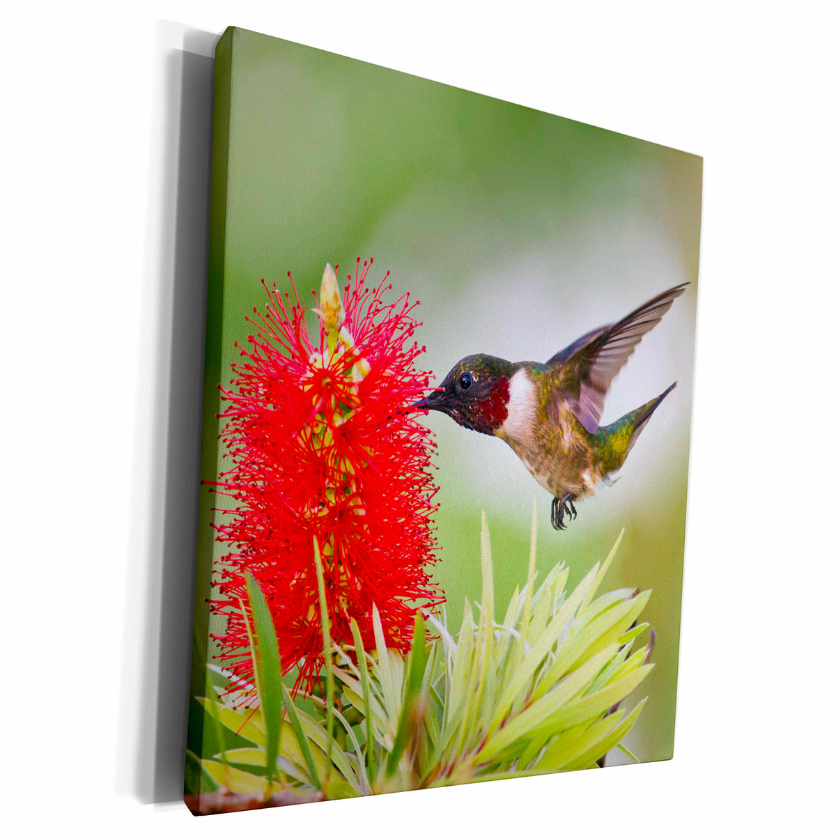 3dRose Ruby-Throated Hummingbird Feeding at Bottle Brush... - Museum Grade Canvas Wrap (cw_191436)