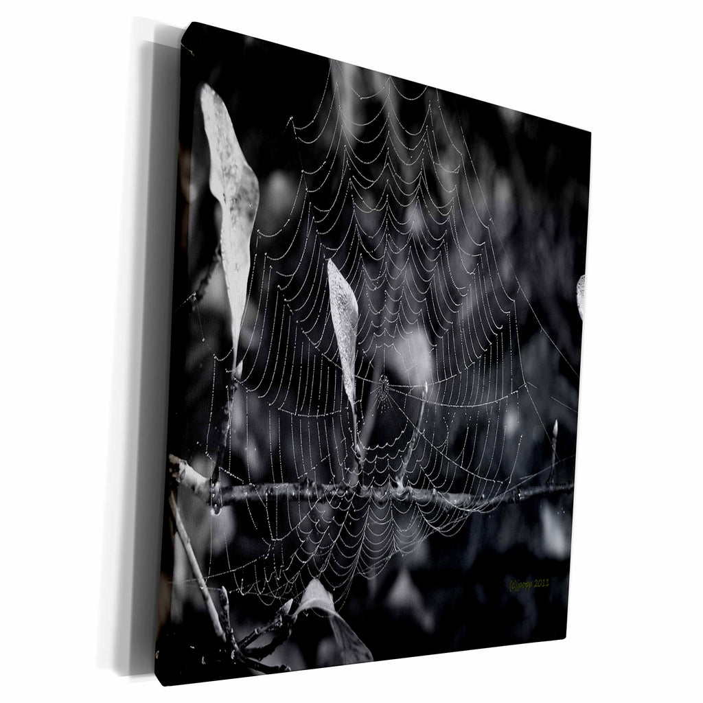 3dRose Spider web frosted - Museum Grade Canvas Wrap (cw_19160)