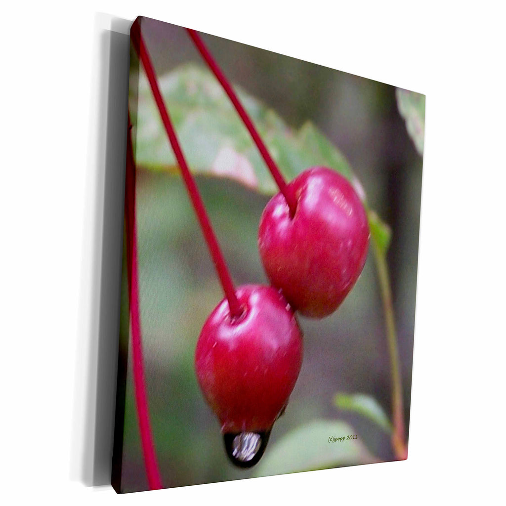 3dRose Wild crab apples - Museum Grade Canvas Wrap (cw_19164)