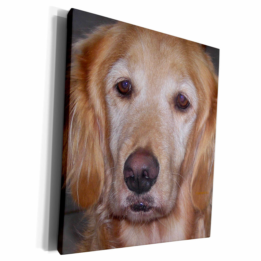 3dRose Golden Labrador Retriever - Museum Grade Canvas Wrap (cw_19180)