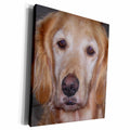 3dRose Golden Labrador Retriever - Museum Grade Canvas Wrap (cw_19180)