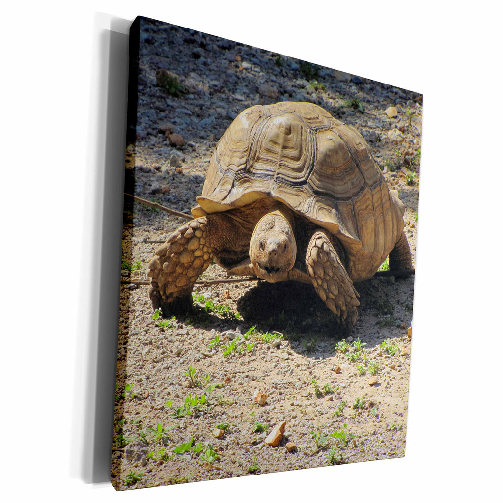 3dRose Jackie Popp animals - Giant Turtle - Museum Grade Canvas Wrap (cw_195165)