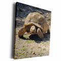 3dRose Jackie Popp animals - Giant Turtle - Museum Grade Canvas Wrap (cw_195165)