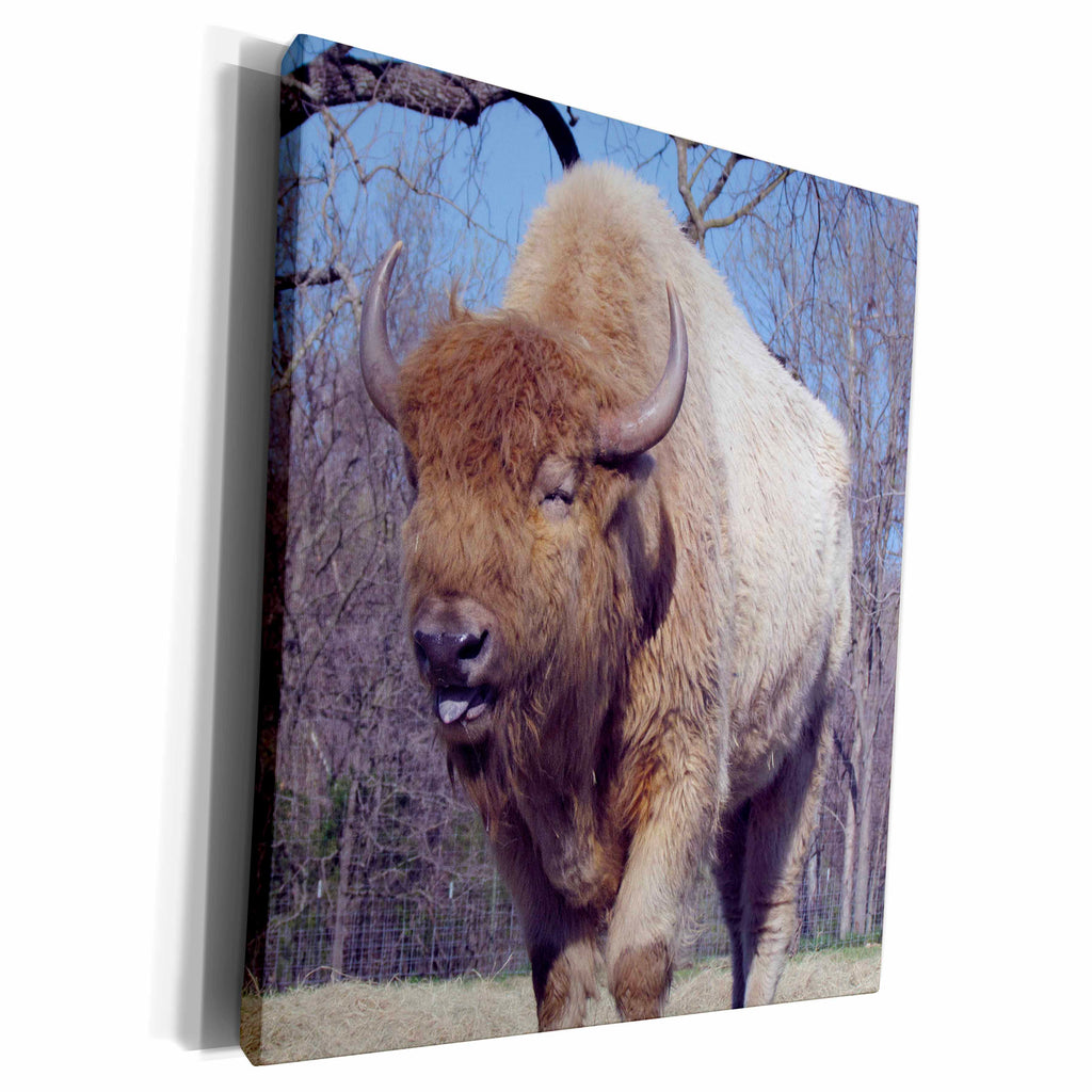 3dRose Jackie Popp animals - Bison - Museum Grade Canvas Wrap (cw_195197)