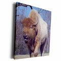 3dRose Jackie Popp animals - Bison - Museum Grade Canvas Wrap (cw_195197)