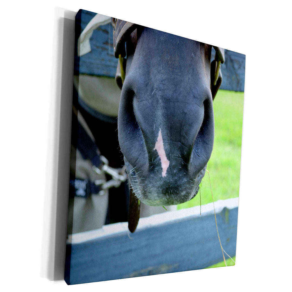 3dRose horse muzzle with hay fence - Museum Grade Canvas Wrap (cw_196169)