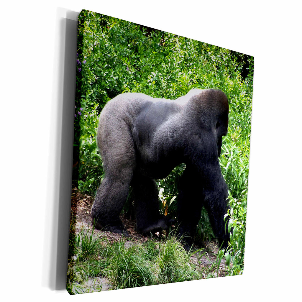 3dRose Silverback Gorilla walking sideways - Museum Grade Canvas Wrap (cw_196200)