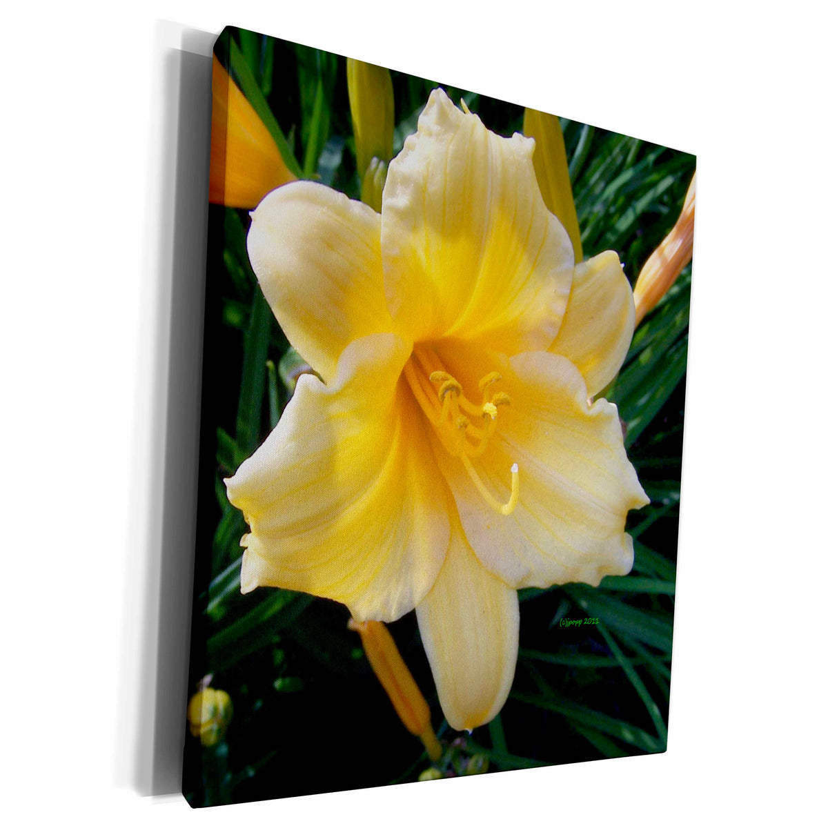 3dRose yellow tiger lily - Museum Grade Canvas Wrap (cw_20063)