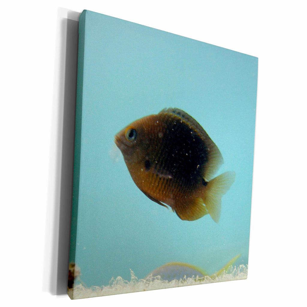 3dRose BrooklynMeMe Fish - Damselfish - Museum Grade Canvas Wrap (cw_200866)