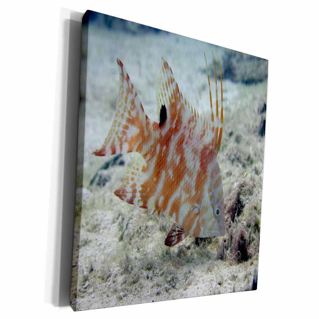 3dRose BrooklynMeMe Fish - Hogfish - Side View - Museum Grade Canvas Wrap (cw_200873)