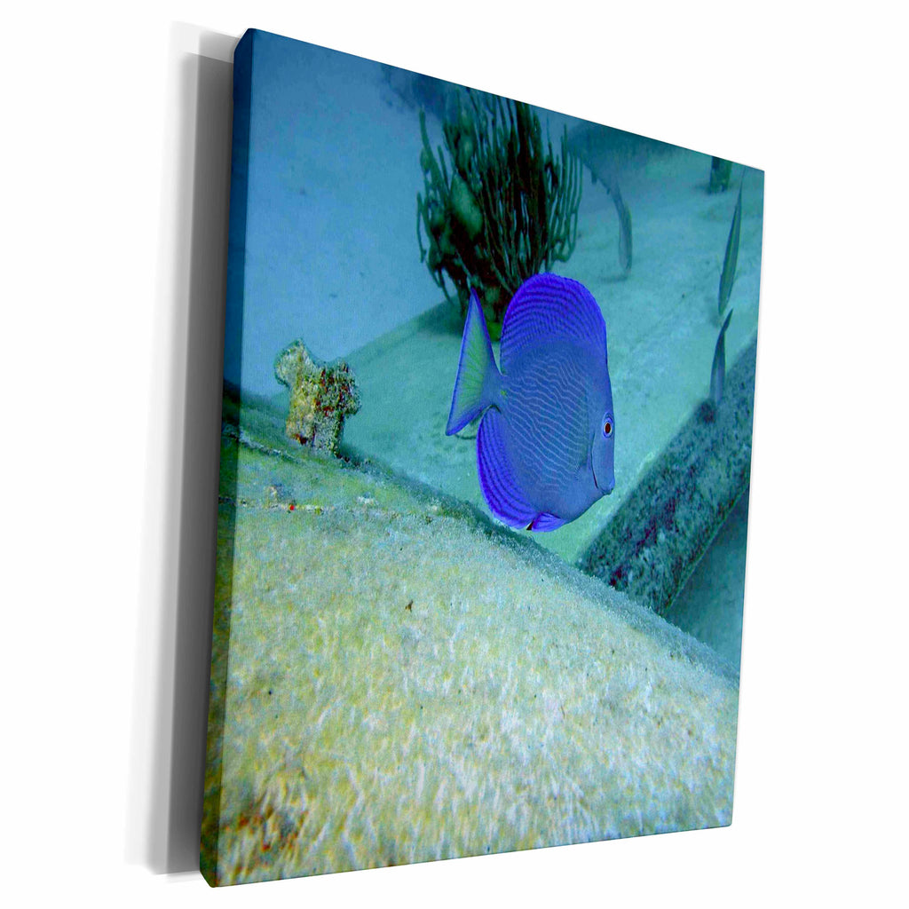 3dRose BrooklynMeMe Fish - Blue Tang - Side View - Museum Grade Canvas Wrap (cw_200875)